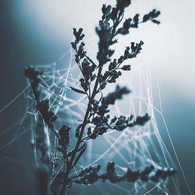 管家婆一码一肖资料截图