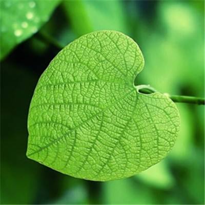 赏金女王免费安卓下载截图